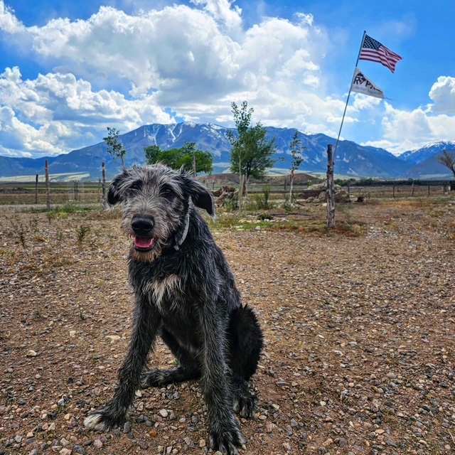 Pet friendly RV park